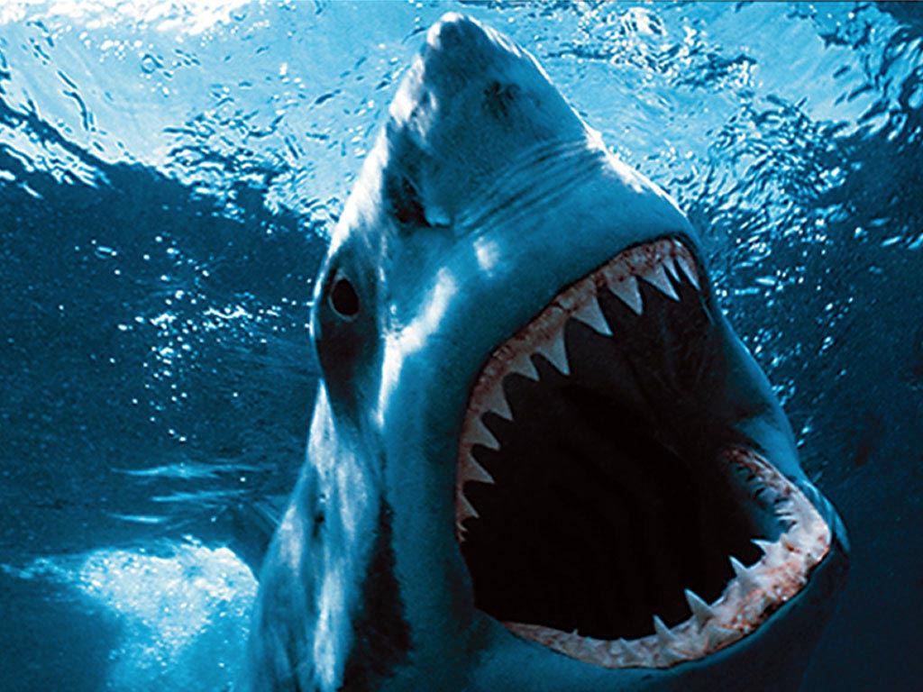 Great White Sharks – Fear Beneath