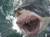 Great White Shark surging near surface