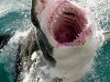 Great White Shark attacking