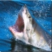 UK Great White Shark