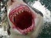 gaping white shark jaw