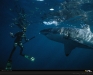 Great White Shark National Geographic Diver
