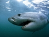 Great White Shark Gansbaai