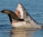 shark attacking seal