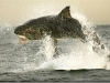 Great White Shark Jumps out of Water to Swallow Seal[2]
