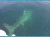 Gigantic Great White Shark Sighting