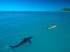 Great White Shark Following Kayak
