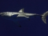 Monterey Bay White Shark