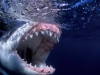 Great White Shark Teeth underwater