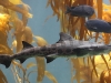 Leopard Shark in Kelp