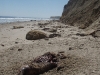Santa Barbara County Shark Attack