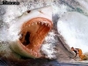 Fictional Shark Attack
