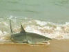 Shark fishing in Australia