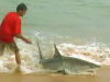 Shark fishing in Australia