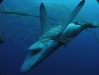 Shark caught in net