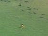 Woman swimming near leopard sharks