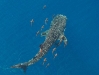 40-foot-long whale shark 