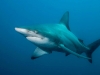 Underwater shark picture