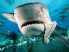 Galeocerdo cuvier Tiger shark eating fish