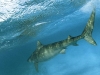 Tiger Shark underwater